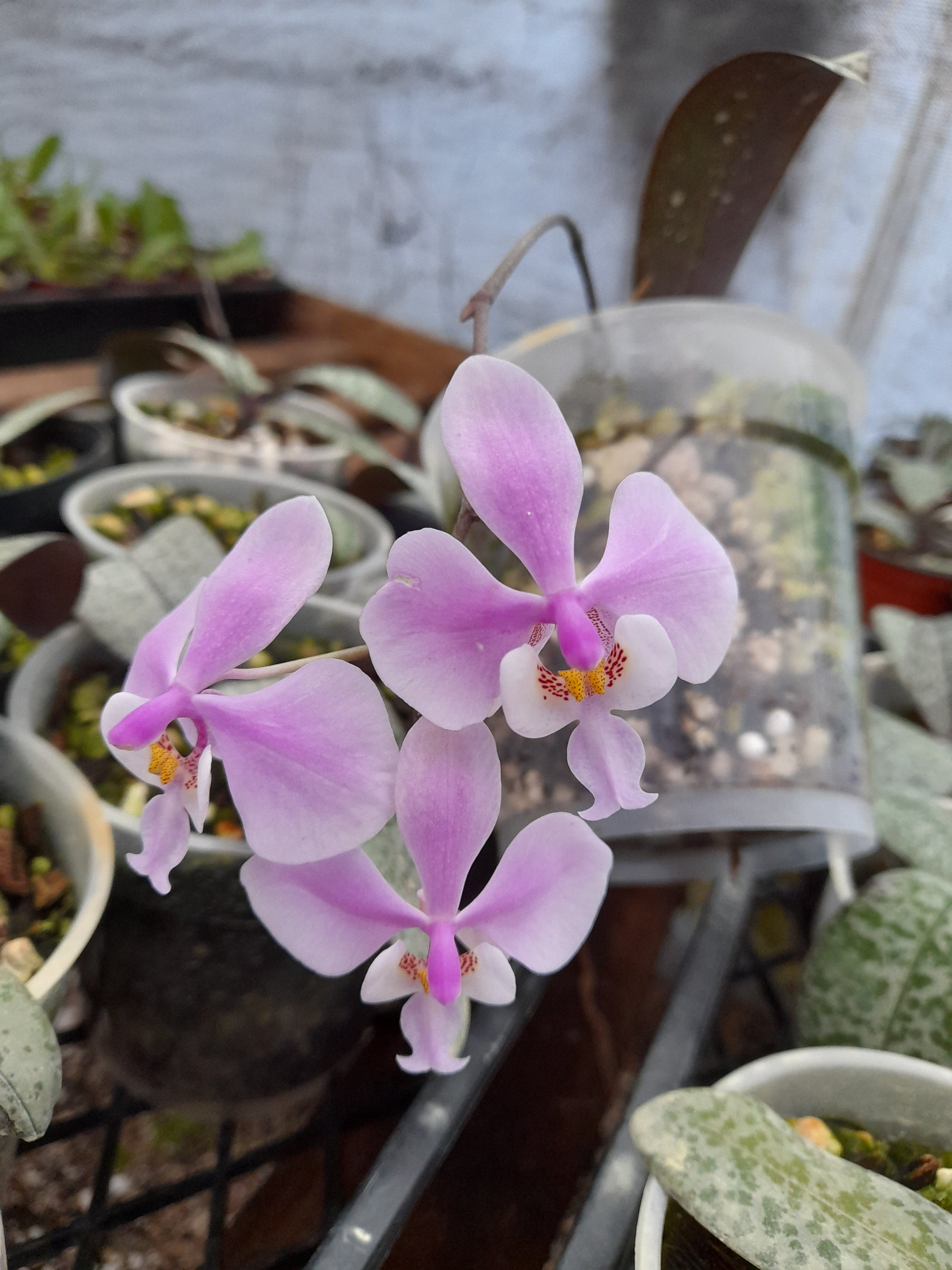 Phalaenopsis 【Rest.jp】Phal.schilleriana(1) ロングリーフ 野生由来