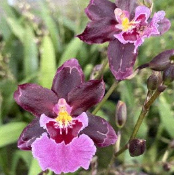 Onc. Guann Shin Sakurai 'Sakura' - Tubestock | FONG PING ORCHIDS NURSERY