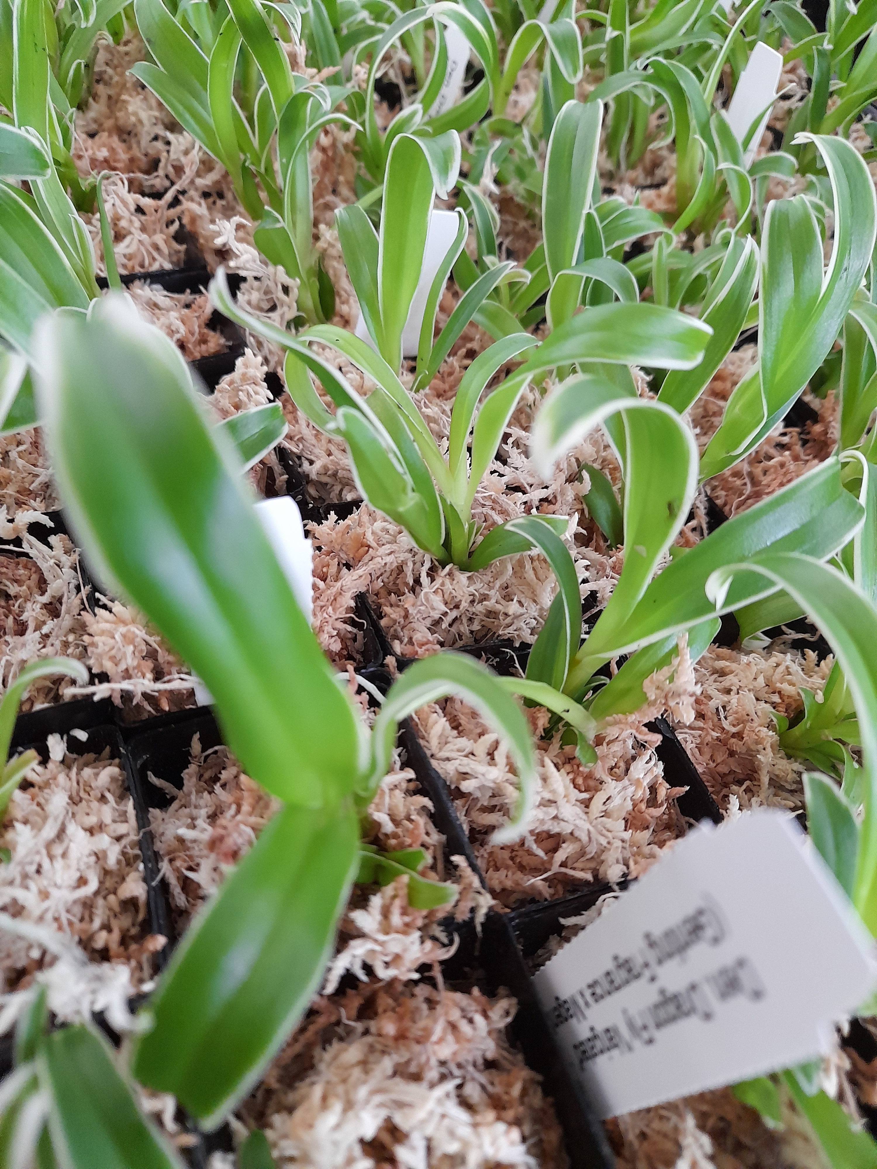 Den. Dragon Fly 'Variegated' - Tubestock | FONG PING ORCHIDS NURSERY