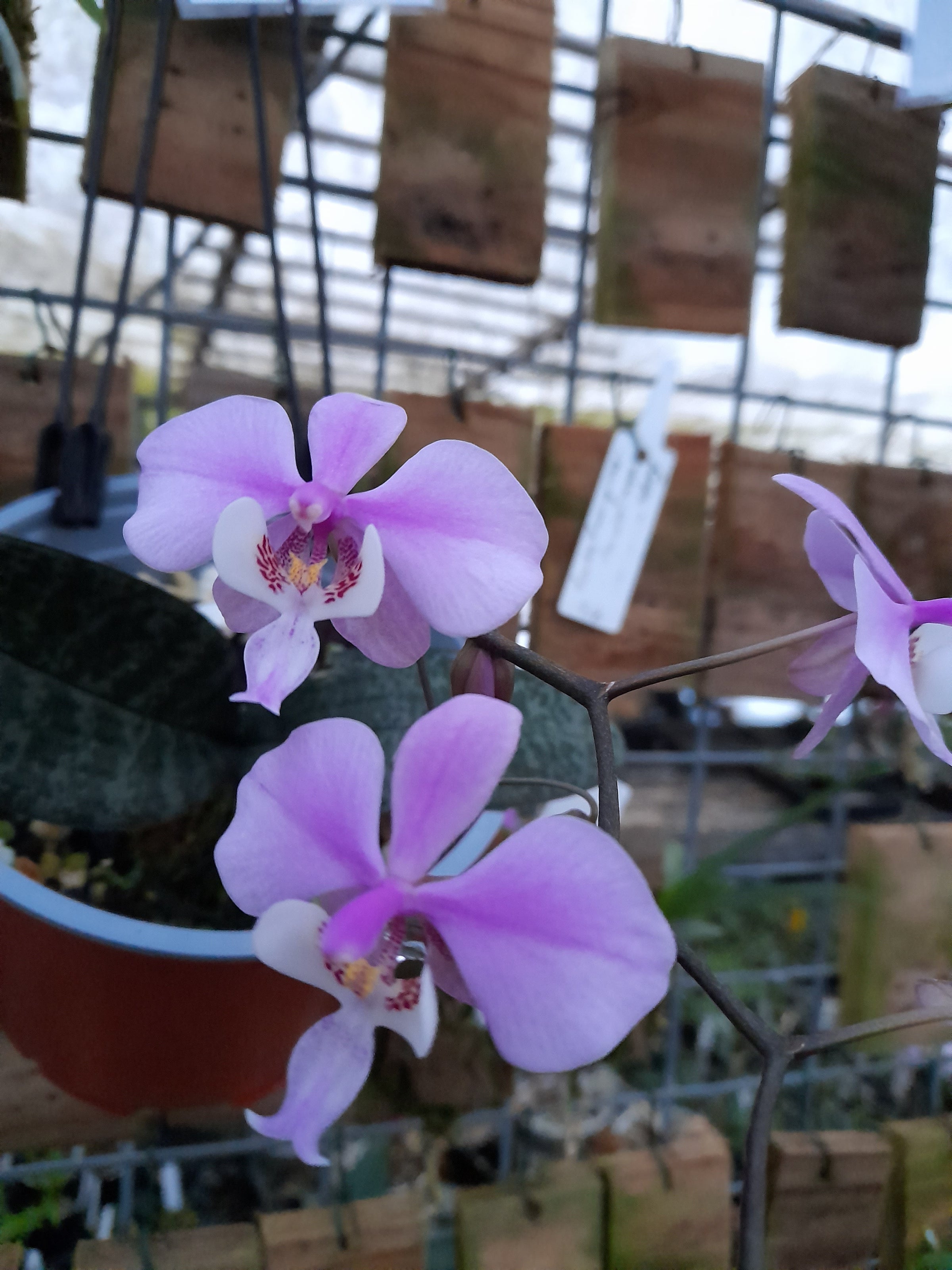 Phalaenopsis Schilleriana - Silver Leaf – HCorchids