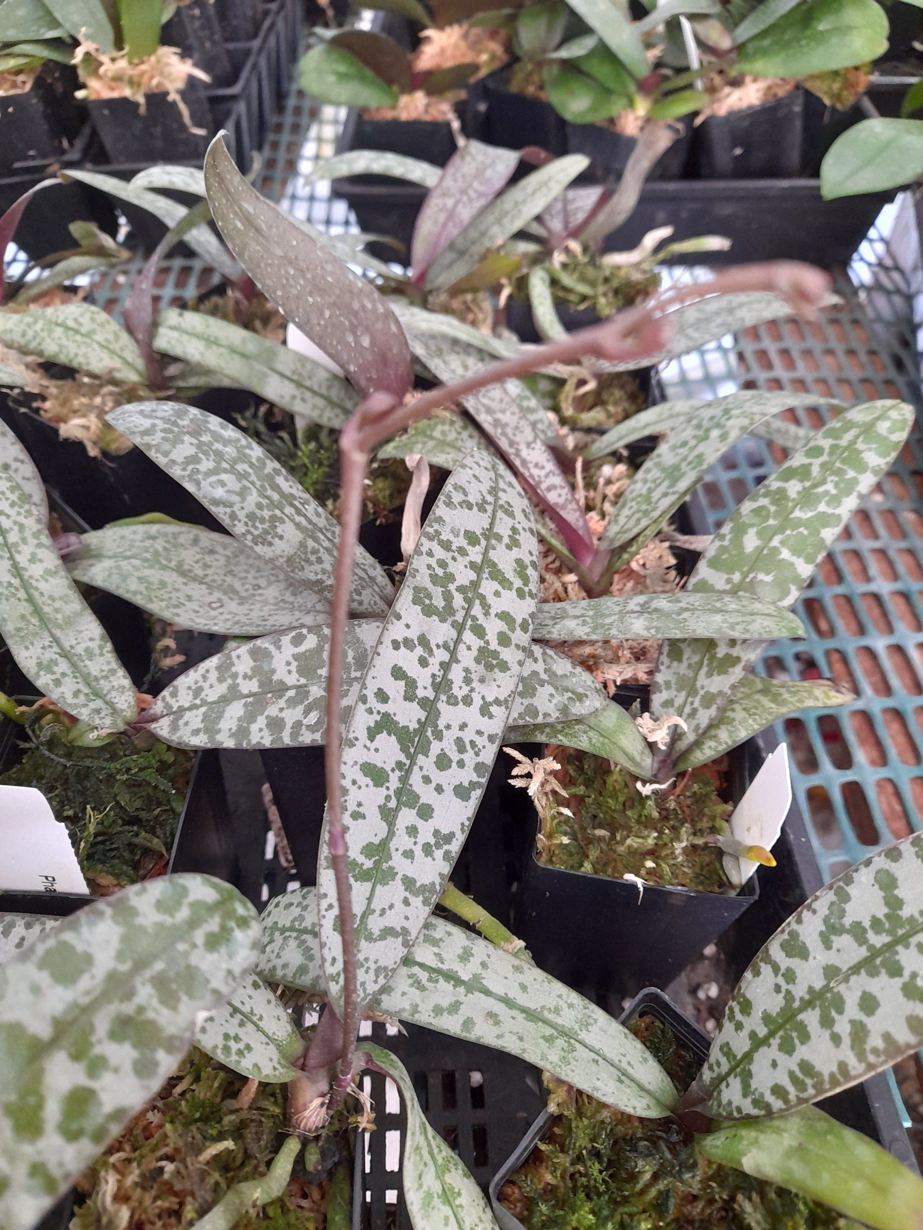 Phal. schilleriana TKB 'Silver' X sib - Tubestock | FONG