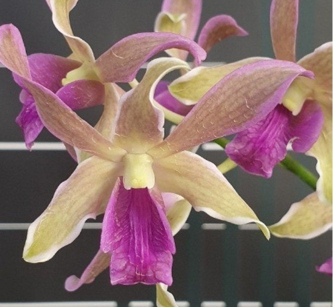 Den. Dragon Fly 'Variegated' - Tubestock | FONG PING ORCHIDS NURSERY